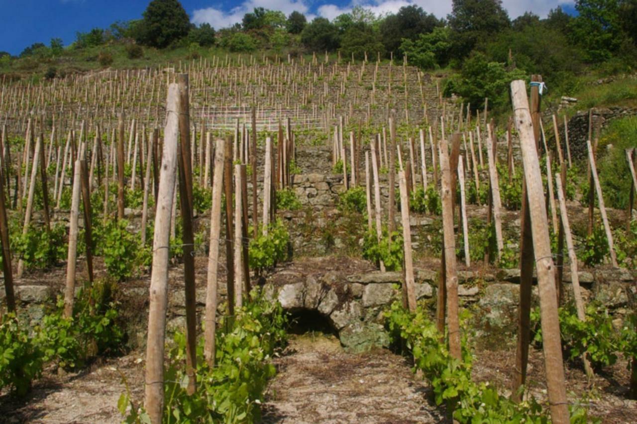 Gite Du Tilleul - 2 Etoiles - Domaine De L'Olivier Faugeres  Exterior photo